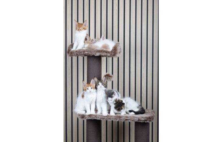 Scratching tree Hathi Brown | 561386 | Flamingo Pet Products