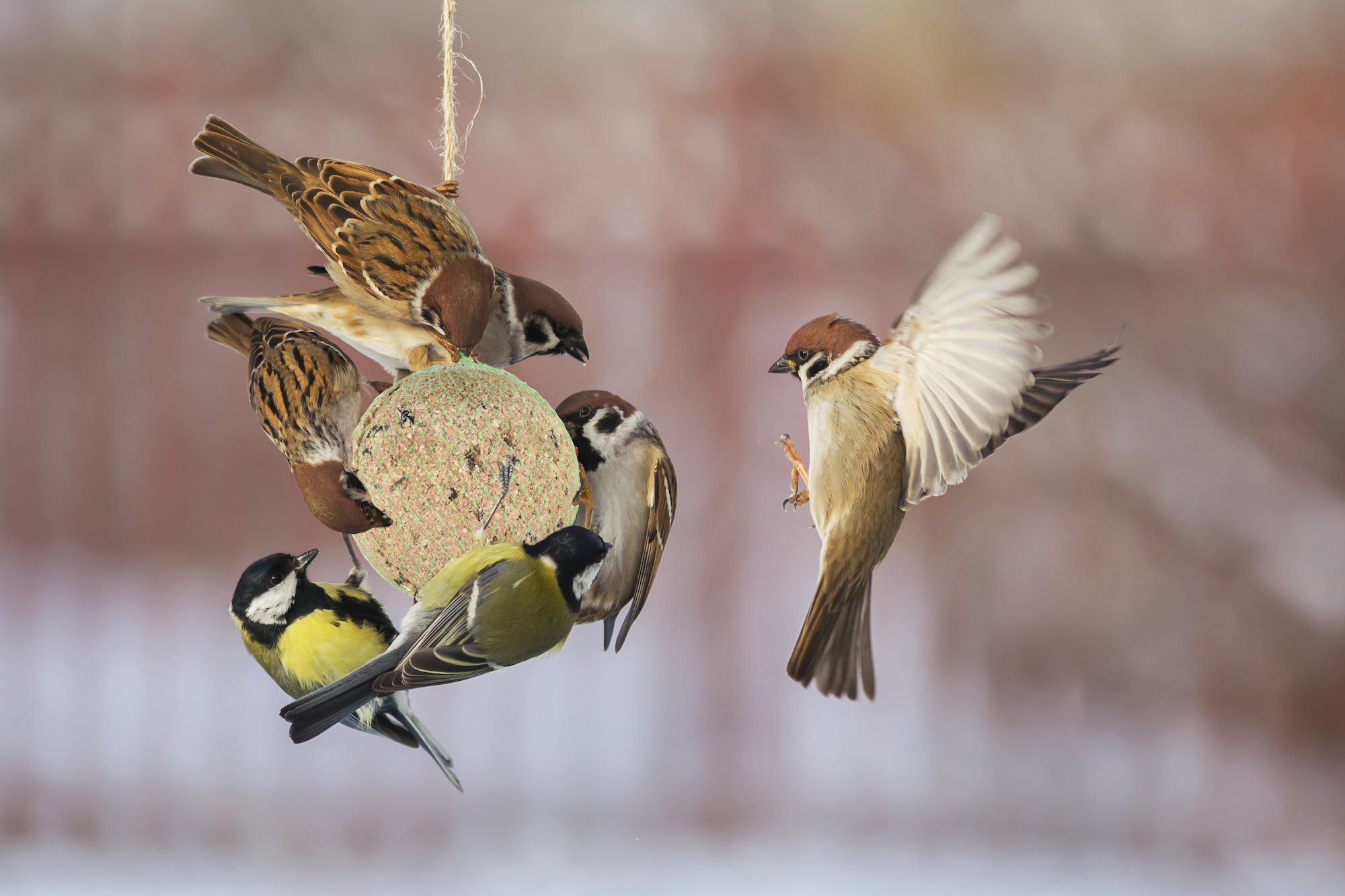 Flamingo Four Seasons  Fat balls with net - Birds living outdoors
