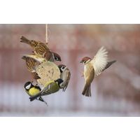 Flamingo Four Seasons  Mezenbollen met net - Buitenvogels