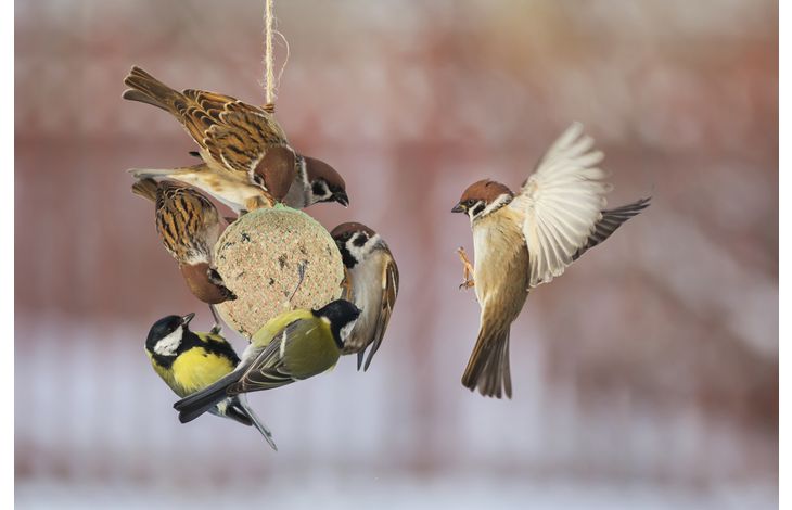 Flamingo Four Seasons  Mezenbollen met net - Buitenvogels