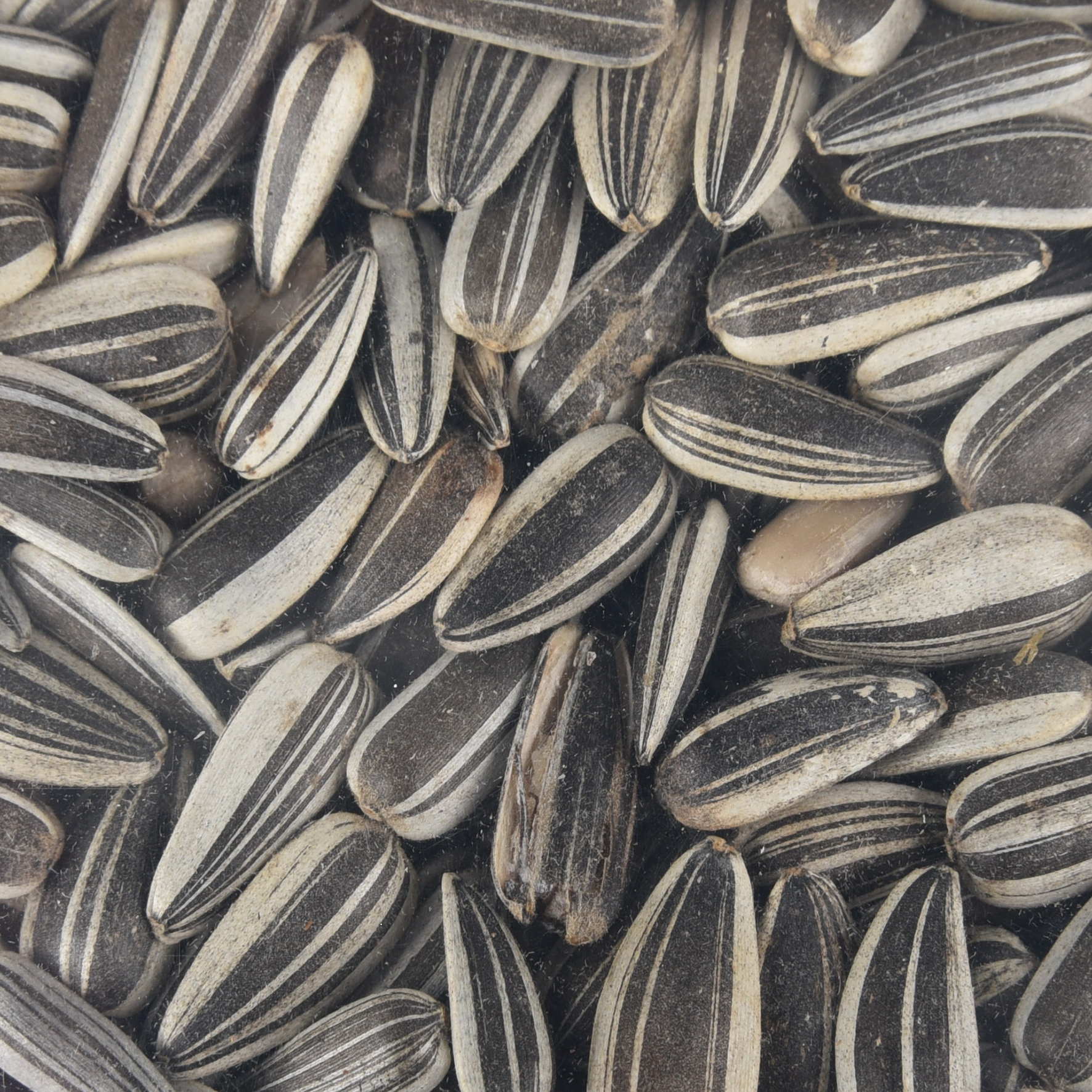 Flamingo Four Seasons  Zonnebloempitten - Buitenvogels