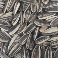 Flamingo Four Seasons  Zonnebloempitten - Buitenvogels