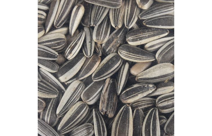 Flamingo Four Seasons  Zonnebloempitten - Buitenvogels