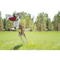 Kong® Kong® Toy Flyer Frisbee Red