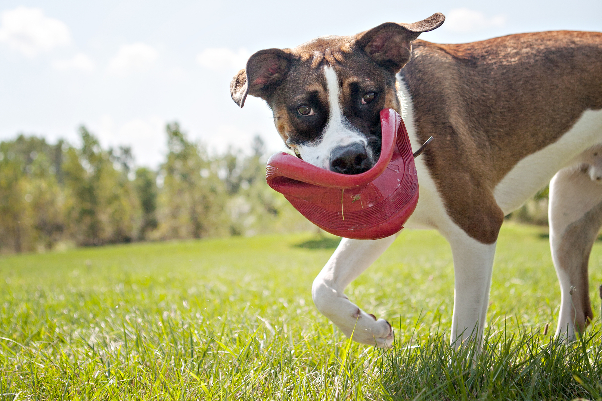 Kong® Kong® Toy Flyer Frisbee Red