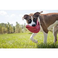 Kong® Kong® Toy Flyer Frisbee Red