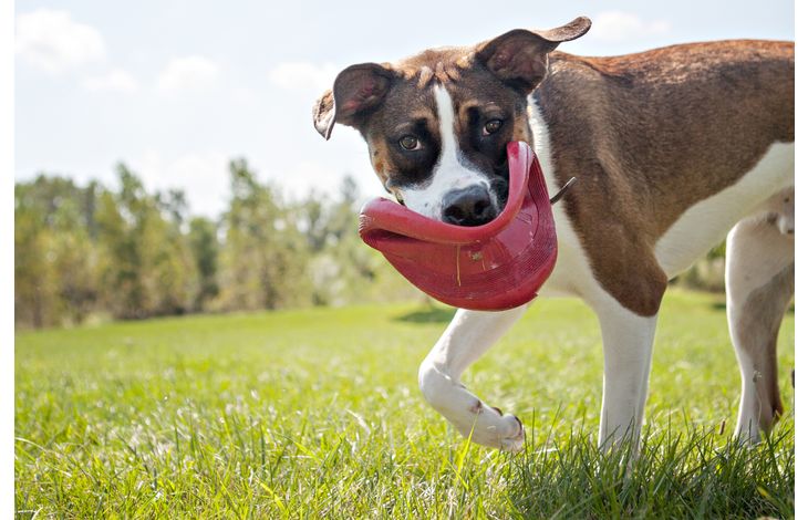 Kong® Kong® Toy Flyer Frisbee Red