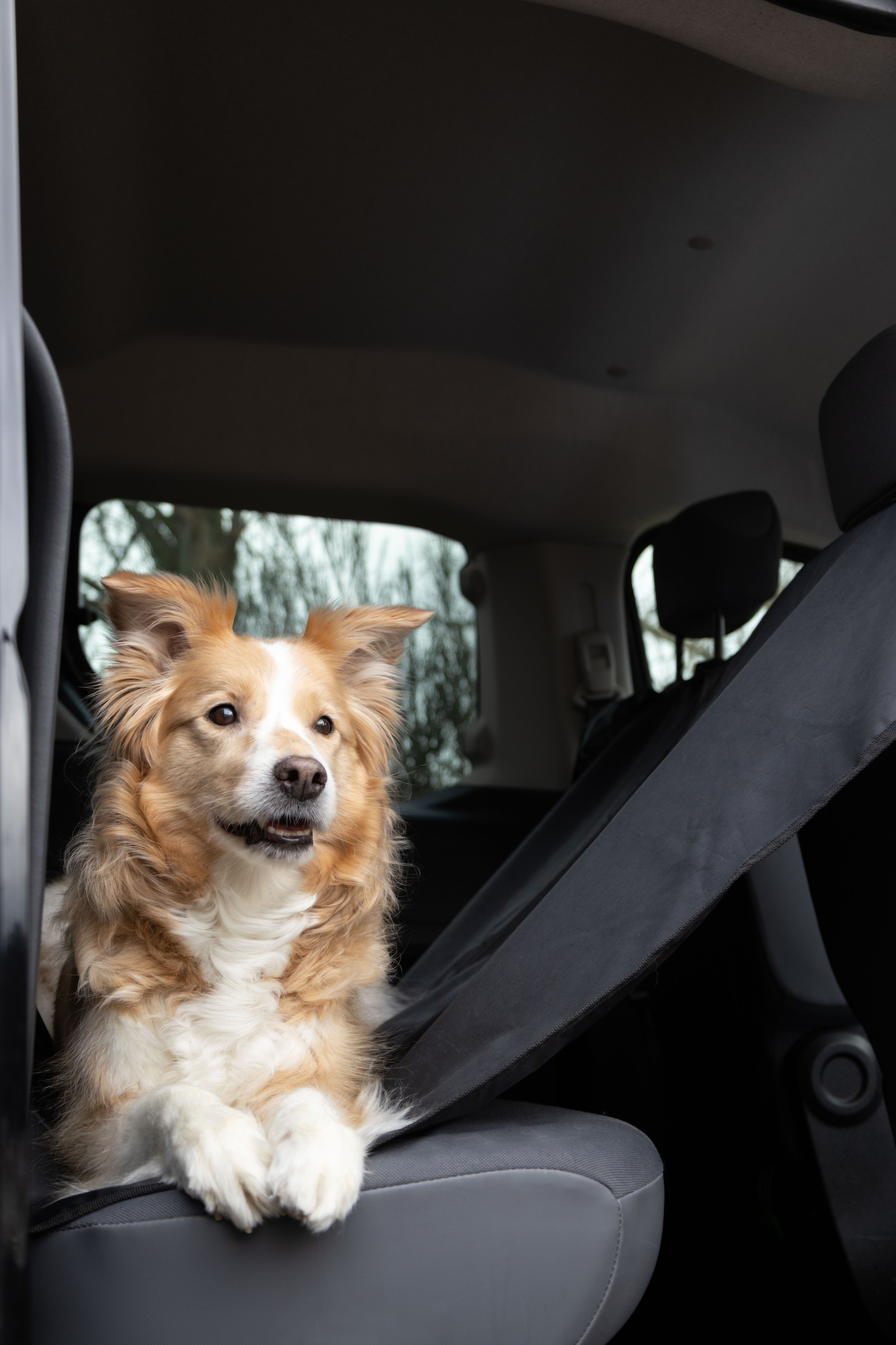 Flamingo Car seat cover Dex Can be split in two (for in the car) with headrest attachment Back seat Black