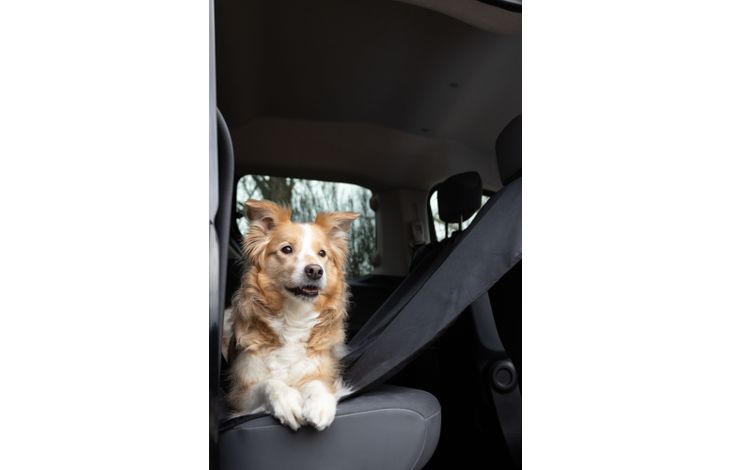 Flamingo Car seat cover Dex Back seat Black