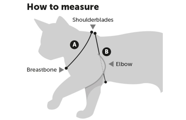 Flamingo Harnais avec laisse Chaton Ziggi Noir