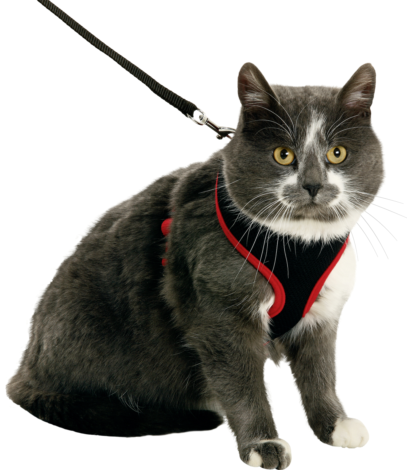 Flamingo Harness with leash Harms Black & Red