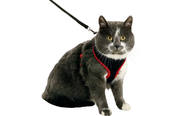 Flamingo Harness with leash Harms Black & Red