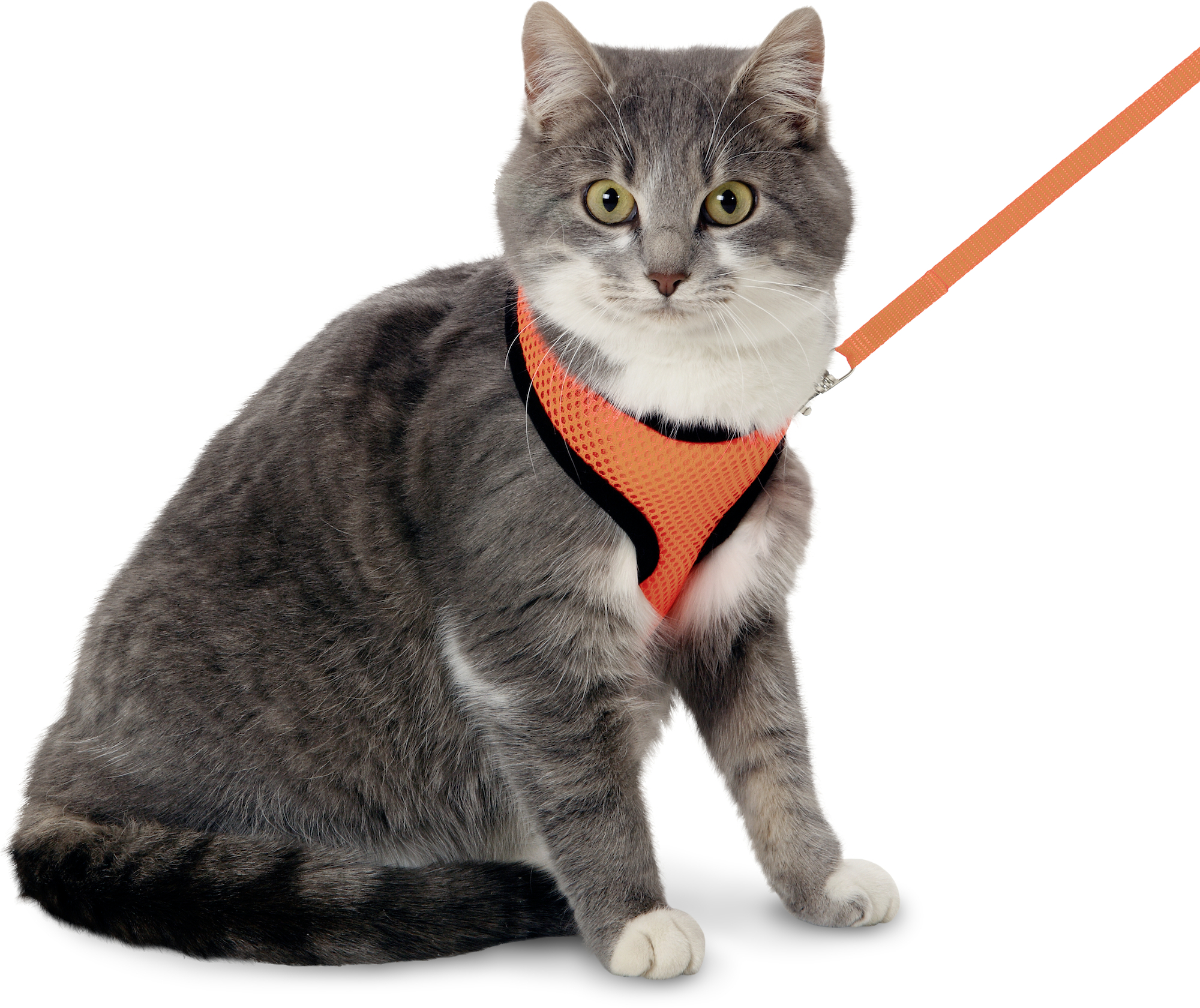 Flamingo Harness with leash Harms Orange & Black