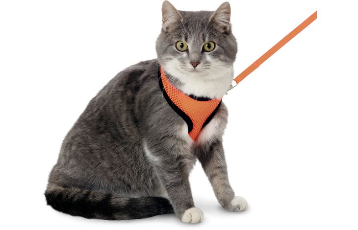 Flamingo Harness with leash Harms Orange & Black