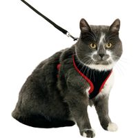 Flamingo Harness with leash Harms Black & Red
