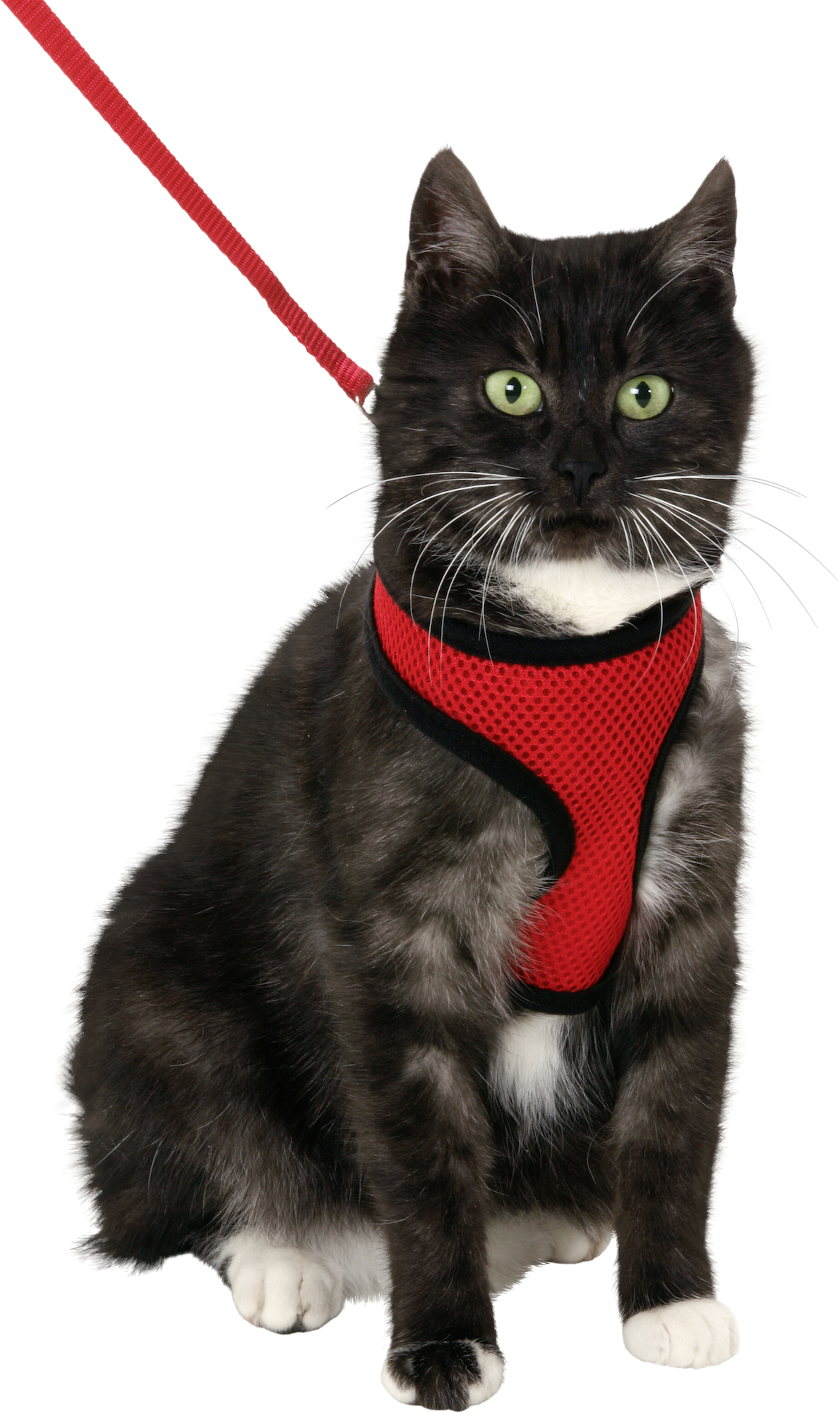 Flamingo Harness with leash Harms Red & Black