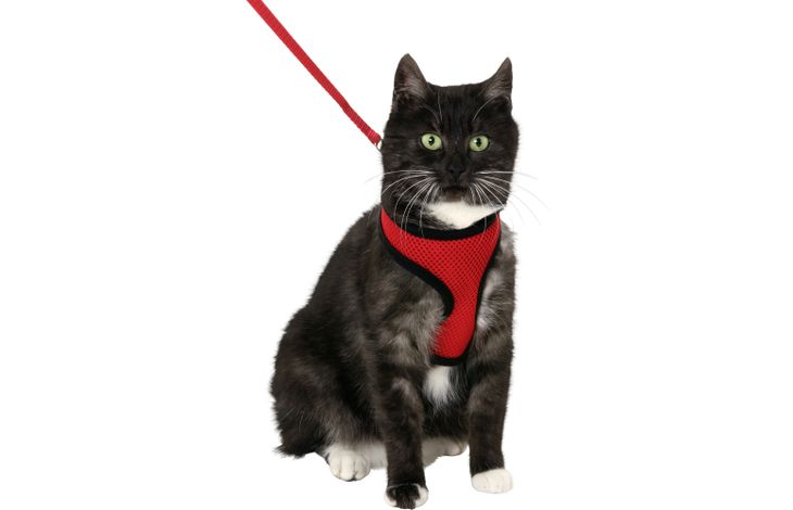 Flamingo Harness with leash Harms Red & Black