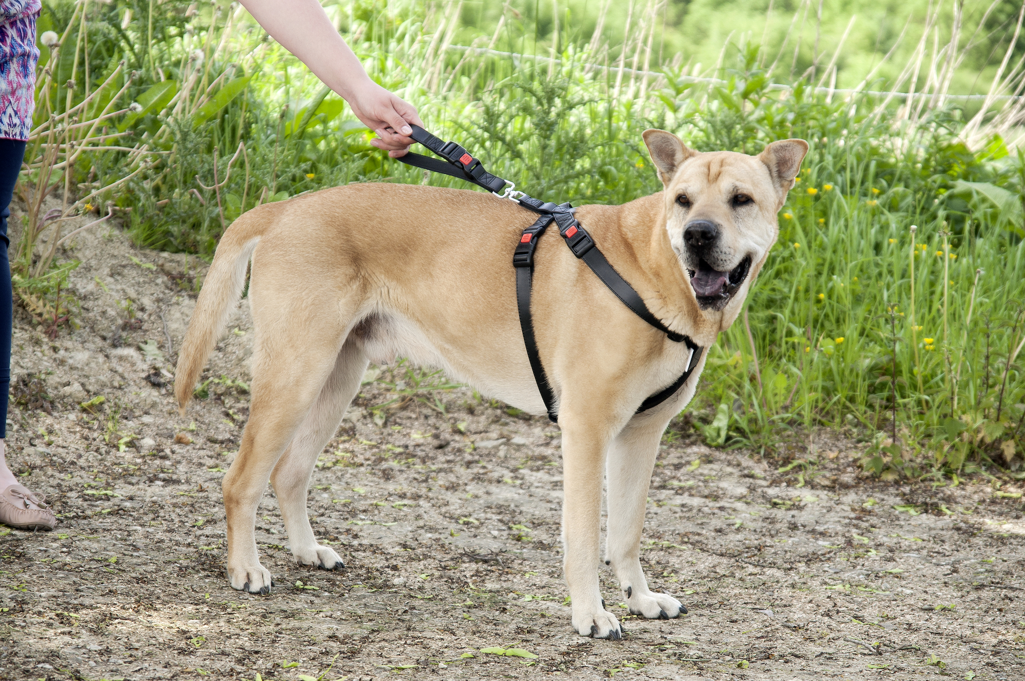 Flamingo Car safety harness Duma Black