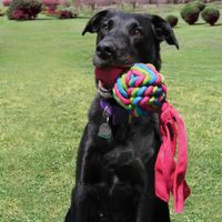 Kong® Kong® Speelgoed Wubba Weaves Knoopbal Meerdere kleuren