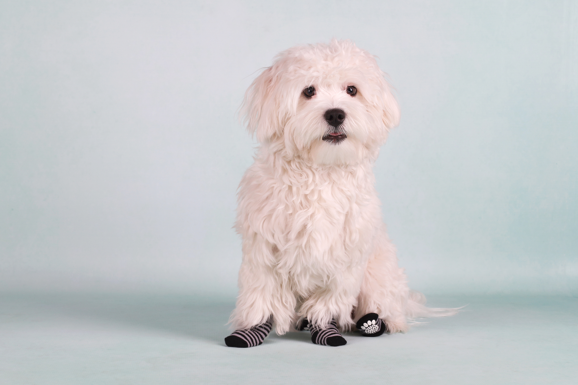 Flamingo Socks Sockies test 4 pcs Black & Grey