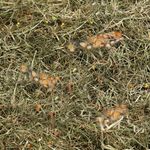 Snacks Mountain hay Wheat & Corn 