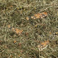 Flamingo Snacks Mountain hay Wheat & Corn 