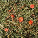 Snacks Mountain hay with carrot 