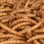 PICNICK DRIED MEALWORMS 100G