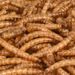 Four Seasons  Mealworms Dried - Birds living outdoors