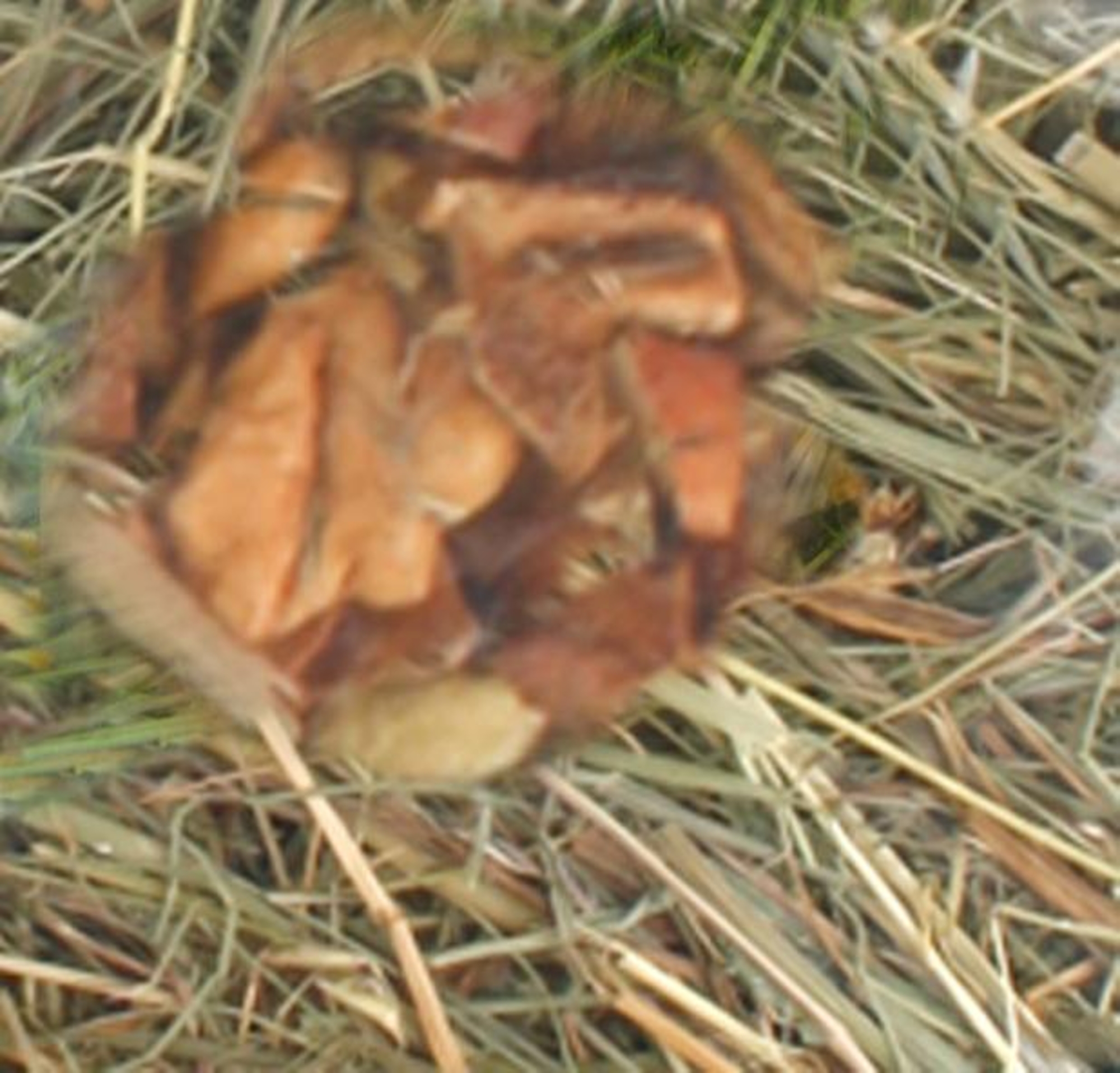 Flamingo Snacks Mountain hay with apple 