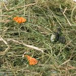 Snacks Mountain hay with marigold 