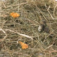 Flamingo Snacks Mountain hay with marigold 
