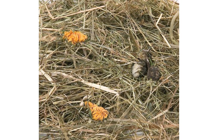 Flamingo Snacks Mountain hay with marigold 