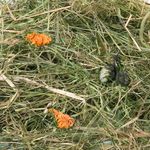 Snacks Mountain hay with marigold 