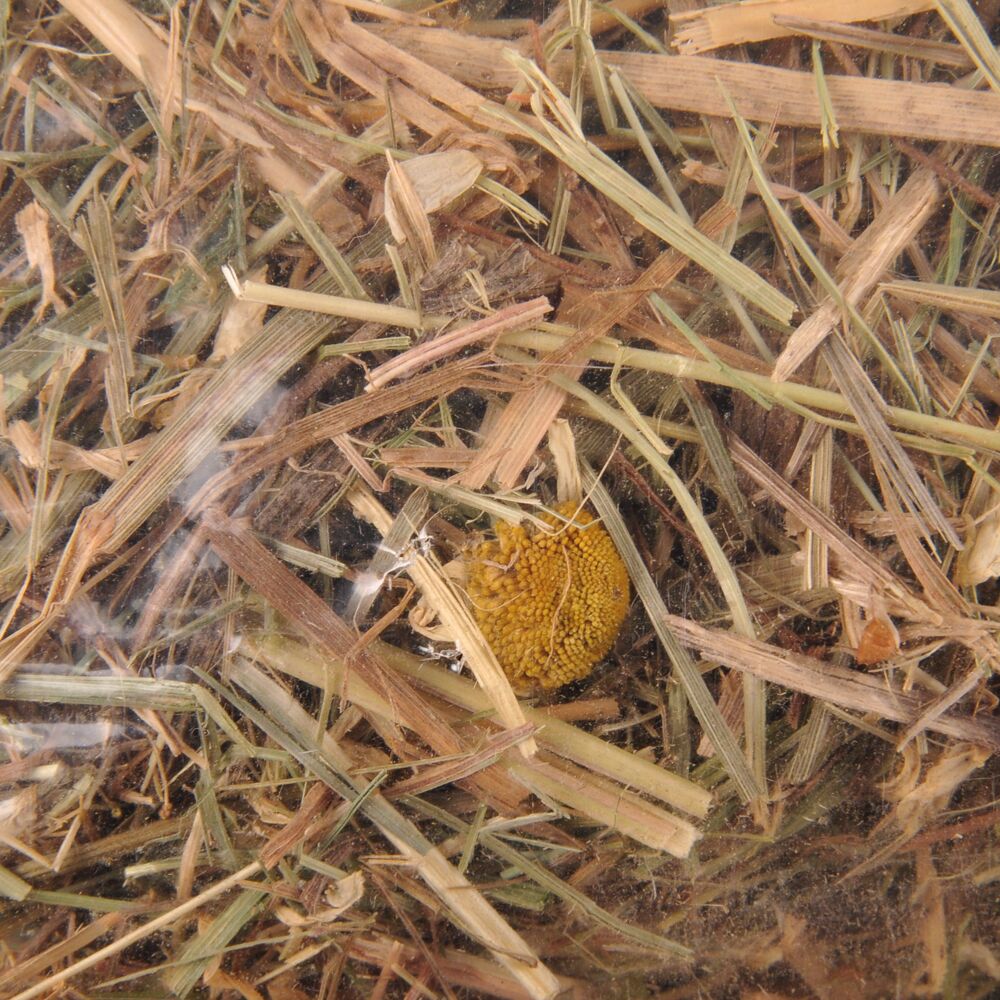 Flamingo Snacks Mountain hay Chamomile 