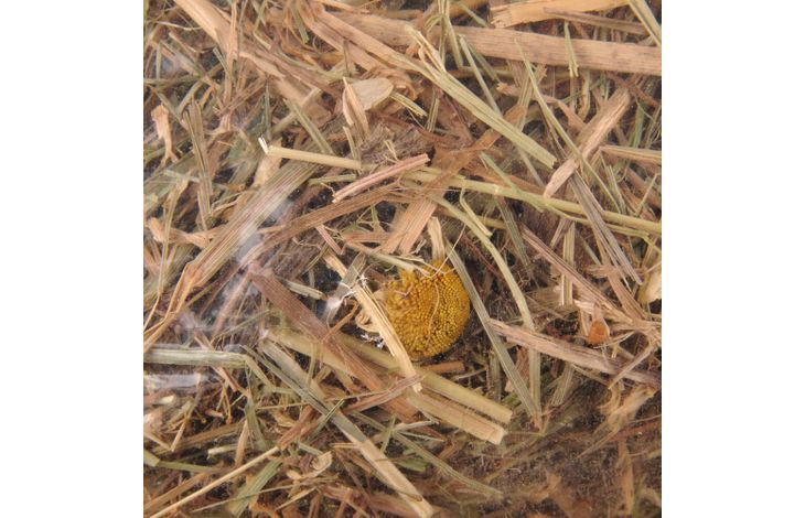 Flamingo Snacks Mountain hay Chamomile 