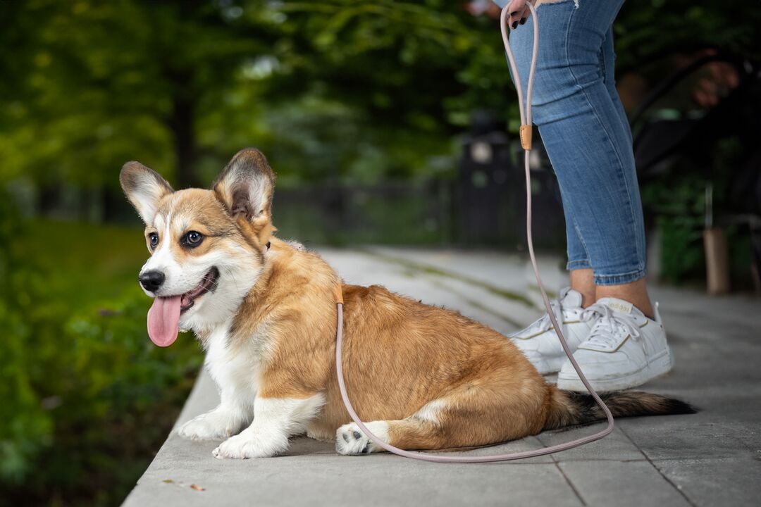 Flamingo Anti-pull leash Puppy Malibu Taupe