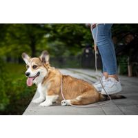 Flamingo Anti-pull leash Puppy Malibu Taupe