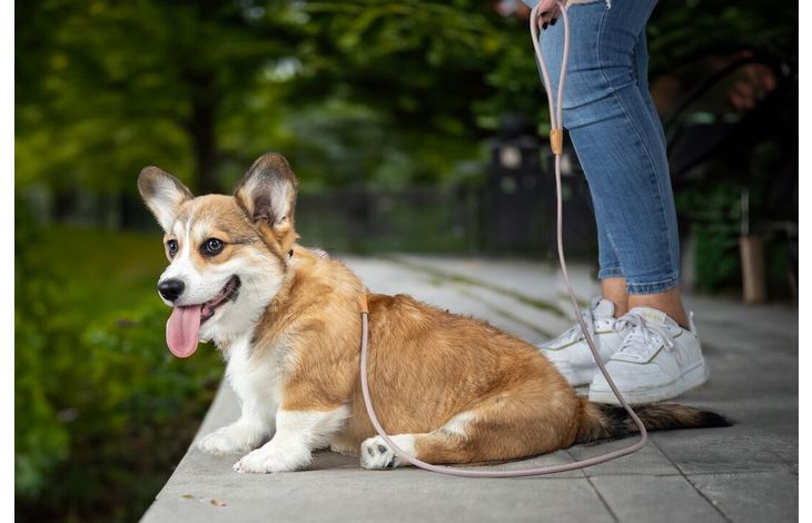 Flamingo Anti-pull leash Puppy Malibu Taupe