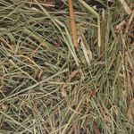 Snacks Mountain hay Nettle 
