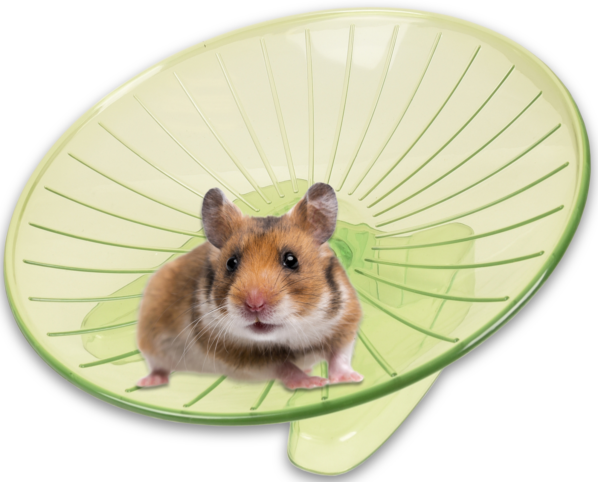 Flamingo Spielzeug Susie Laufteller Grün