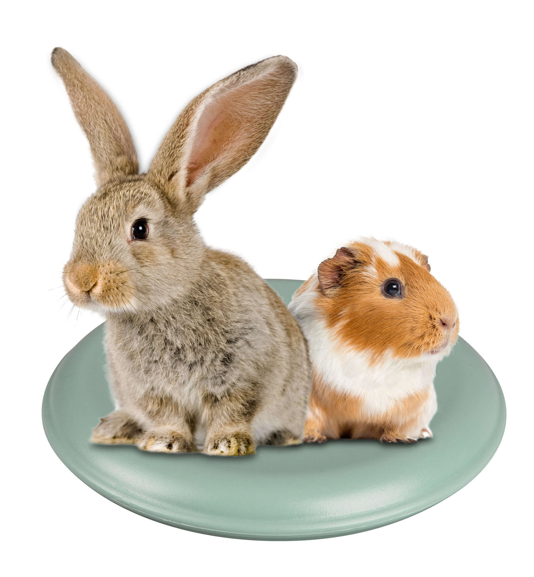 Flamingo Cooling element Fresk Aleska Round disc Light blue