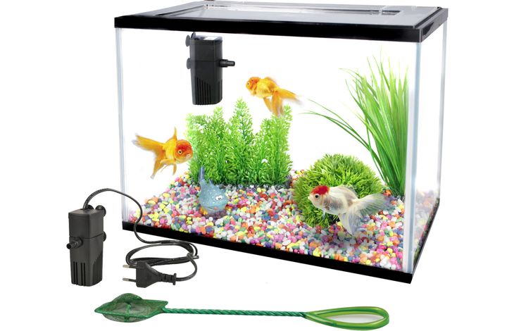 Flamingo Aquarium Lollipop