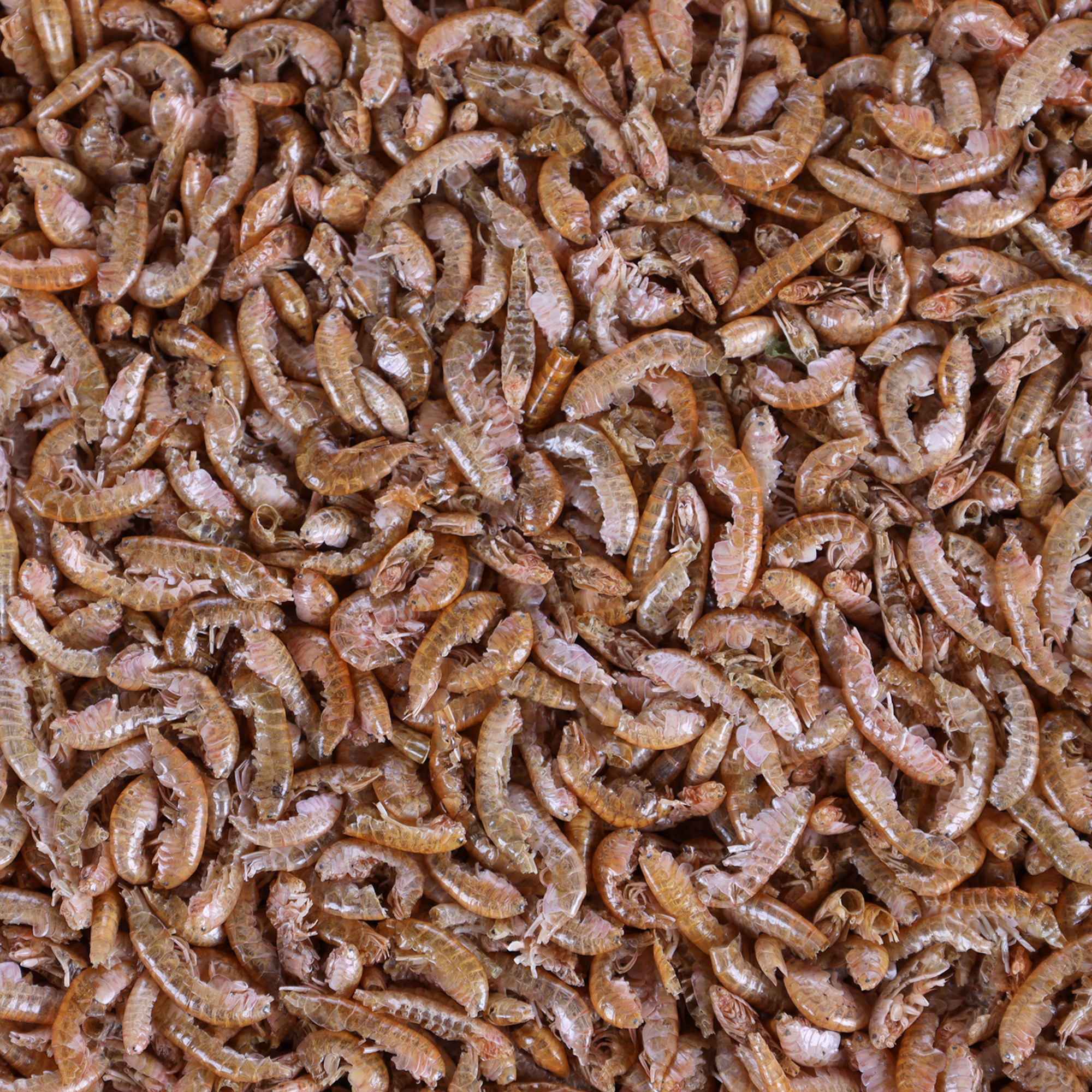 Flamingo Food Gammarus Brown