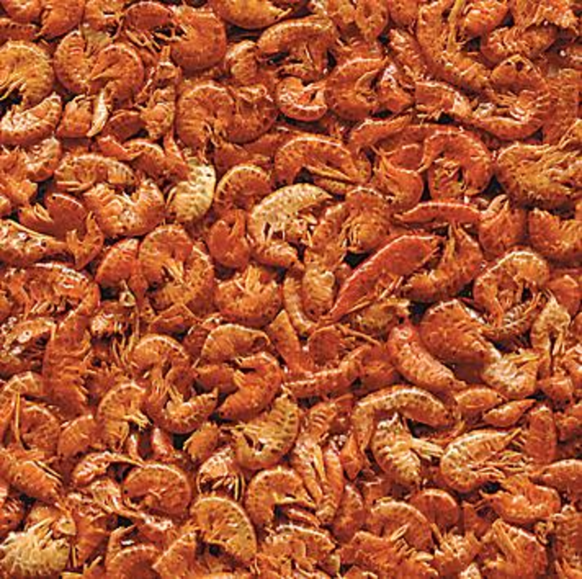 Flamingo Food Gammarus Brown