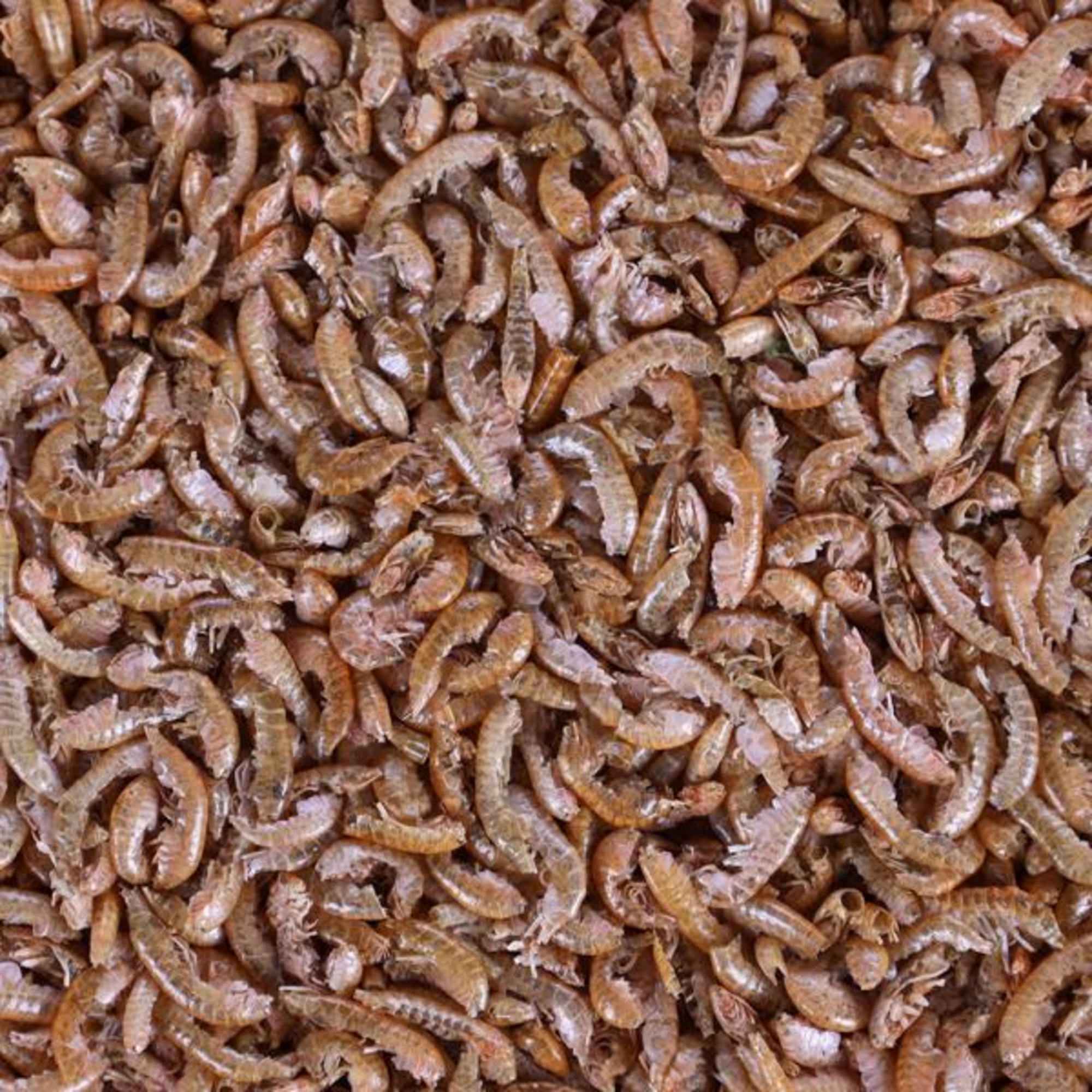Flamingo Food Gammarus Brown