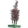 Decoratie Meerdere kleuren Plant Plant Bordeaux, Groen