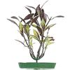 Decoratie Meerdere kleuren Plant Plant Bordeaux, Groen