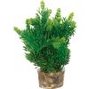 Decoratie Meerdere uitvoeringenPlant & Plant & Plant & Plant & Plant & Plant Plant Groen, Roze, Wit 