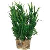 Decoratie Meerdere uitvoeringenPlant & Plant & Plant & Plant & Plant & Plant Plant Groen, Roze, Wit 